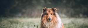 Lugnande till hund - De 8 bästa valen testade och presenterade