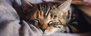 Bäst kattförsäkring 2023: Jämför alla kattförsäkringar