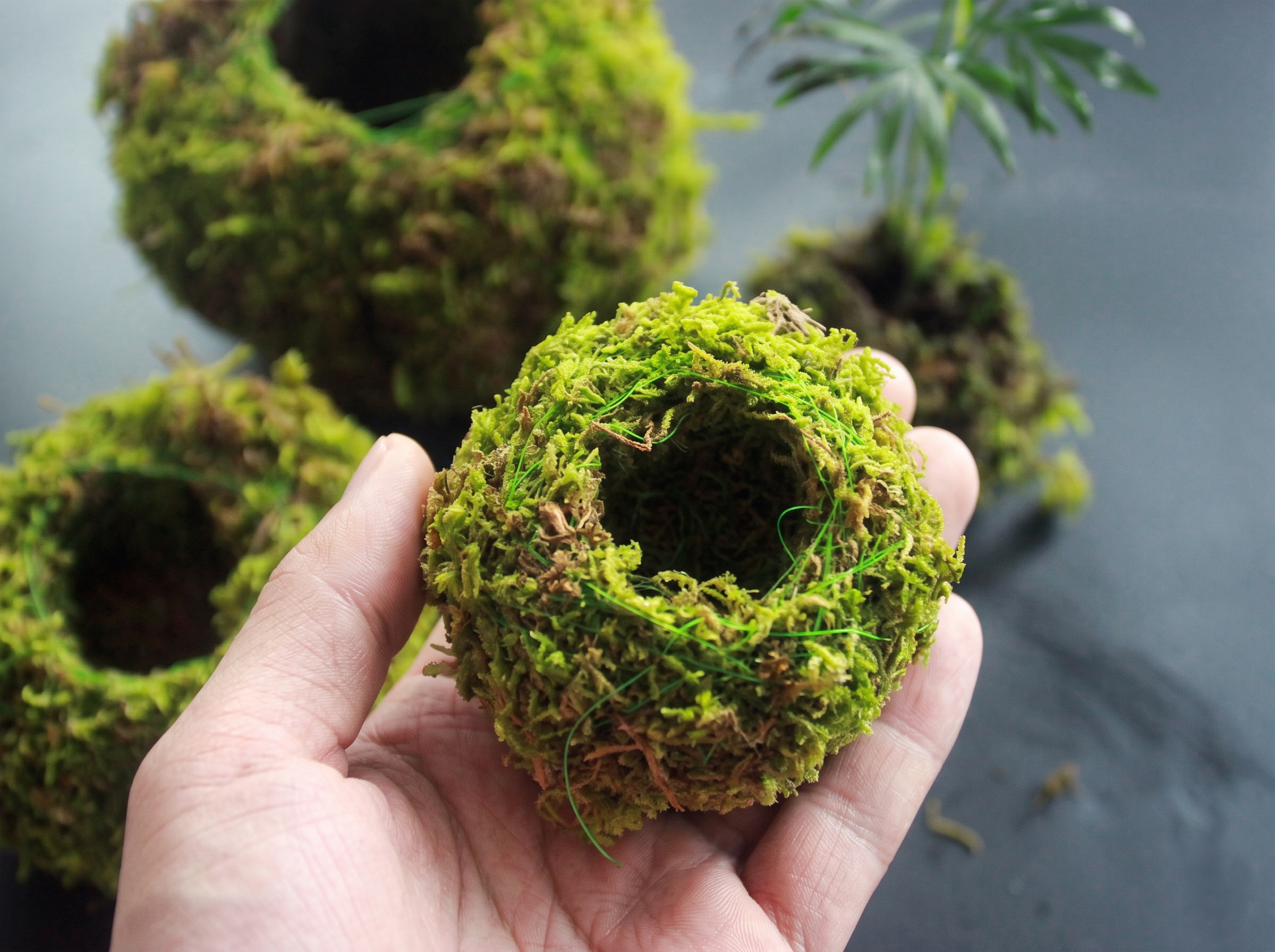 Moss Ball Flower Pot