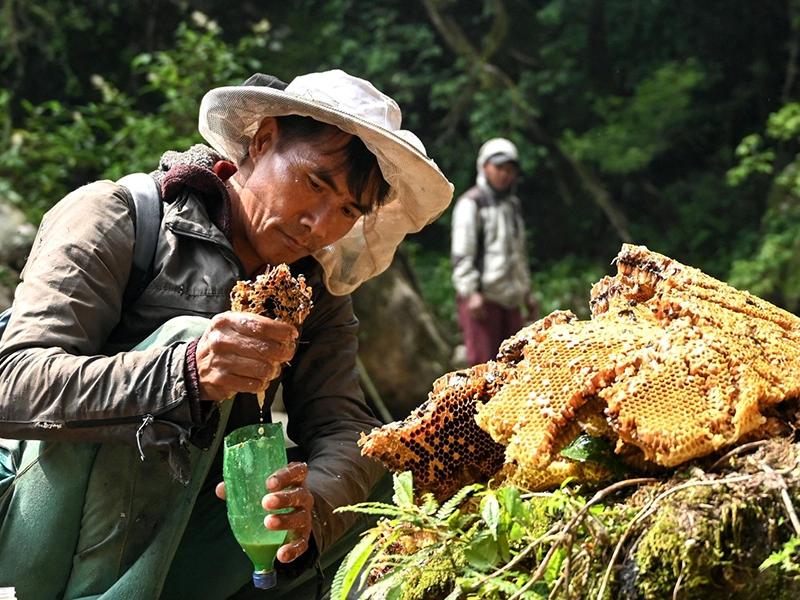 Himalayan Mad Honey from Nepal Cliffs