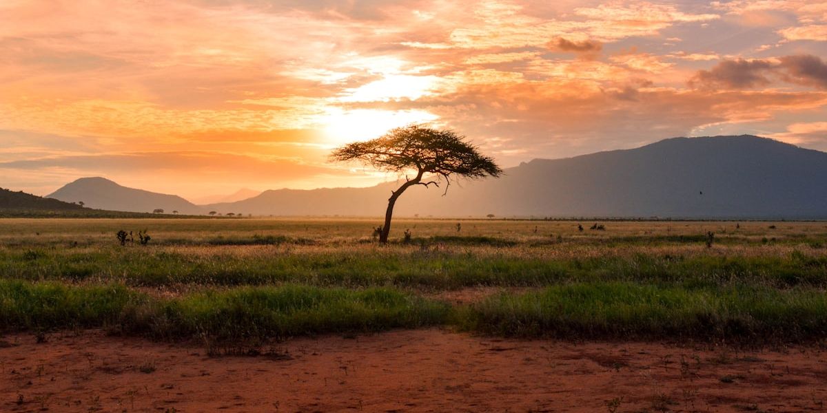 5 livres essentiels pour comprendre l'histoire de l'Afrique
