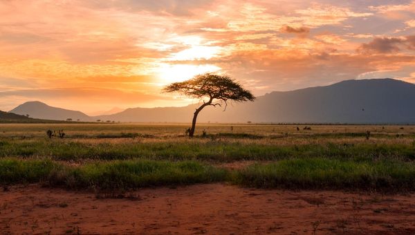 La littérature camerounaise : 5 romans essentiels à découvrir