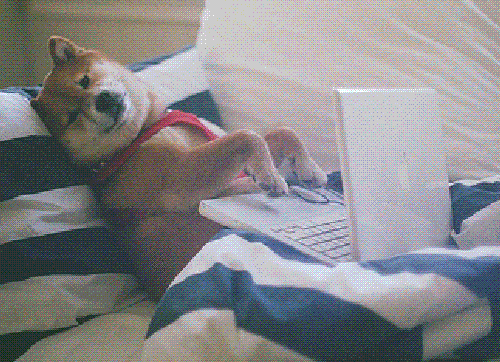 gif-cachorro-no-computador