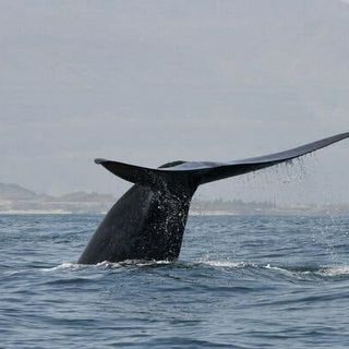 are there any blue whales in india