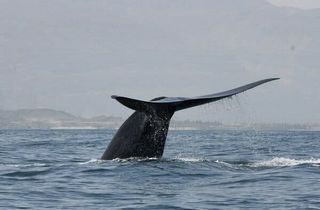 are there any blue whales in india