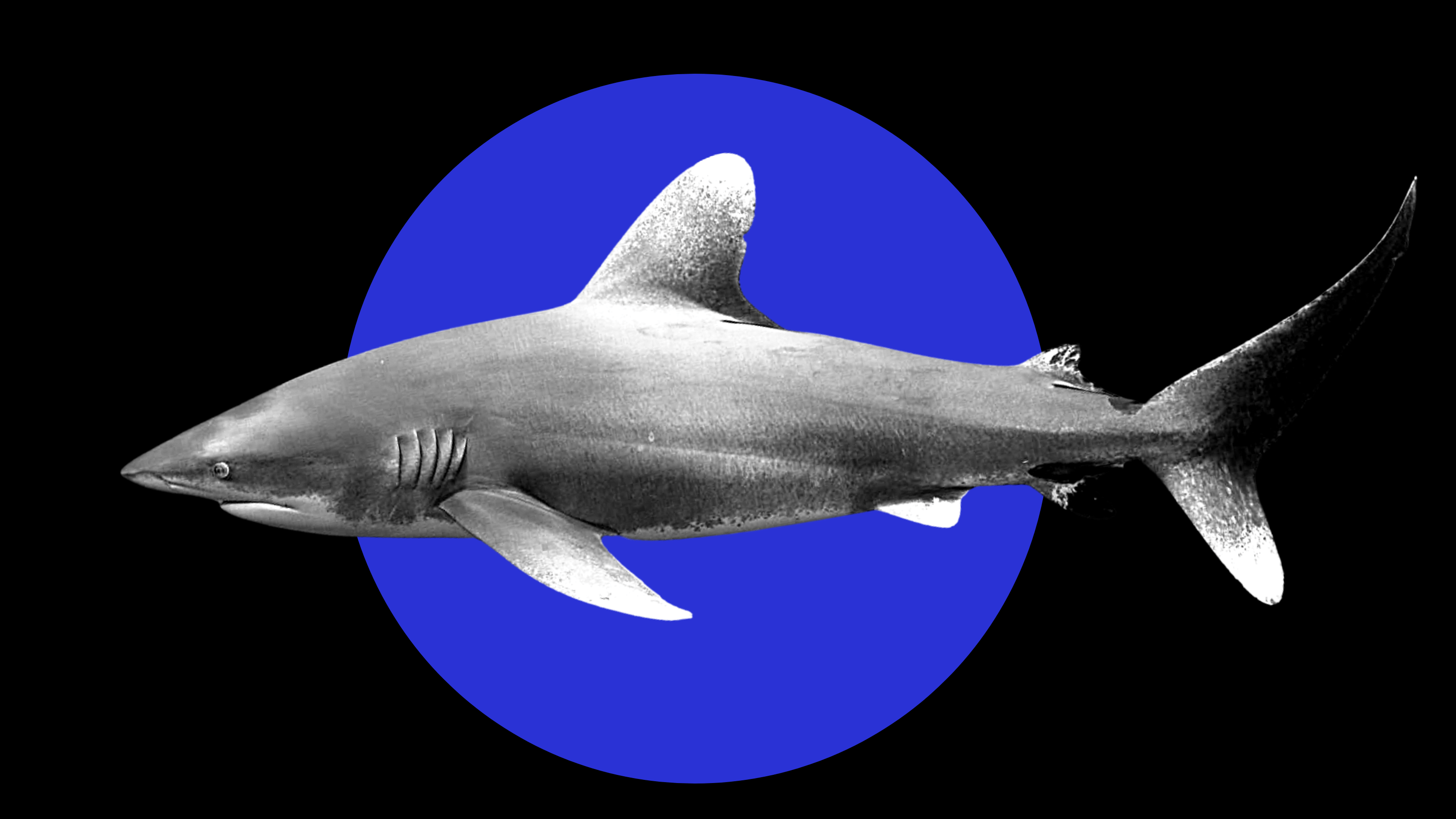 why are sharks declining