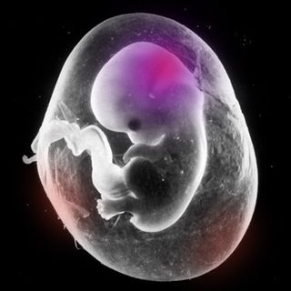can mother's stress affect fetus health