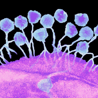 phage therapy in brussels