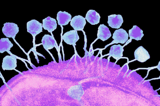 phage therapy in brussels