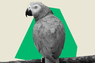 african parrot self control