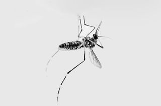 zika virus in india