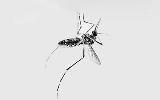 zika virus in india