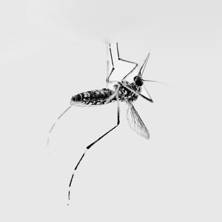 zika virus in india