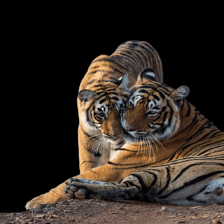 indian tigers habitat loss