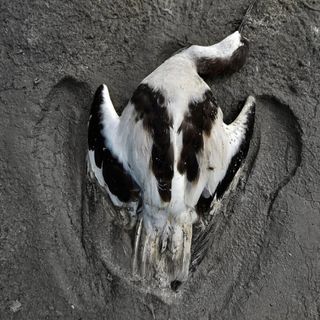 dead birds Sambhar lake