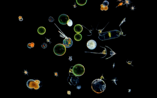 microbes ocean climate change
