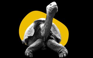 diego tortoise saves species