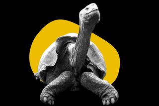 diego tortoise saves species