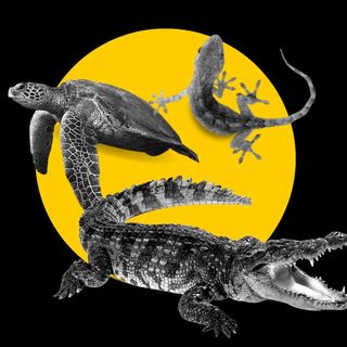 climate change reptiles