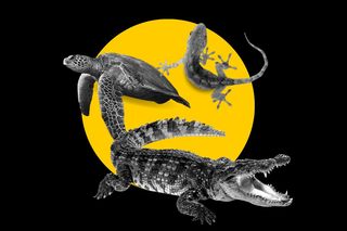 climate change reptiles