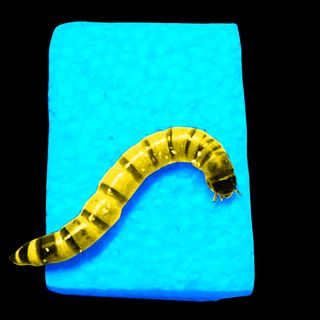 superworms can help curb styrofoam pollution