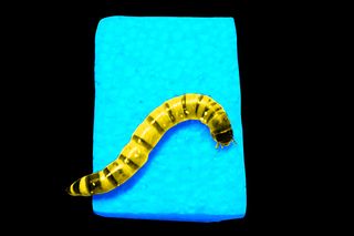 superworms can help curb styrofoam pollution