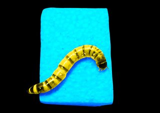 superworms can help curb styrofoam pollution