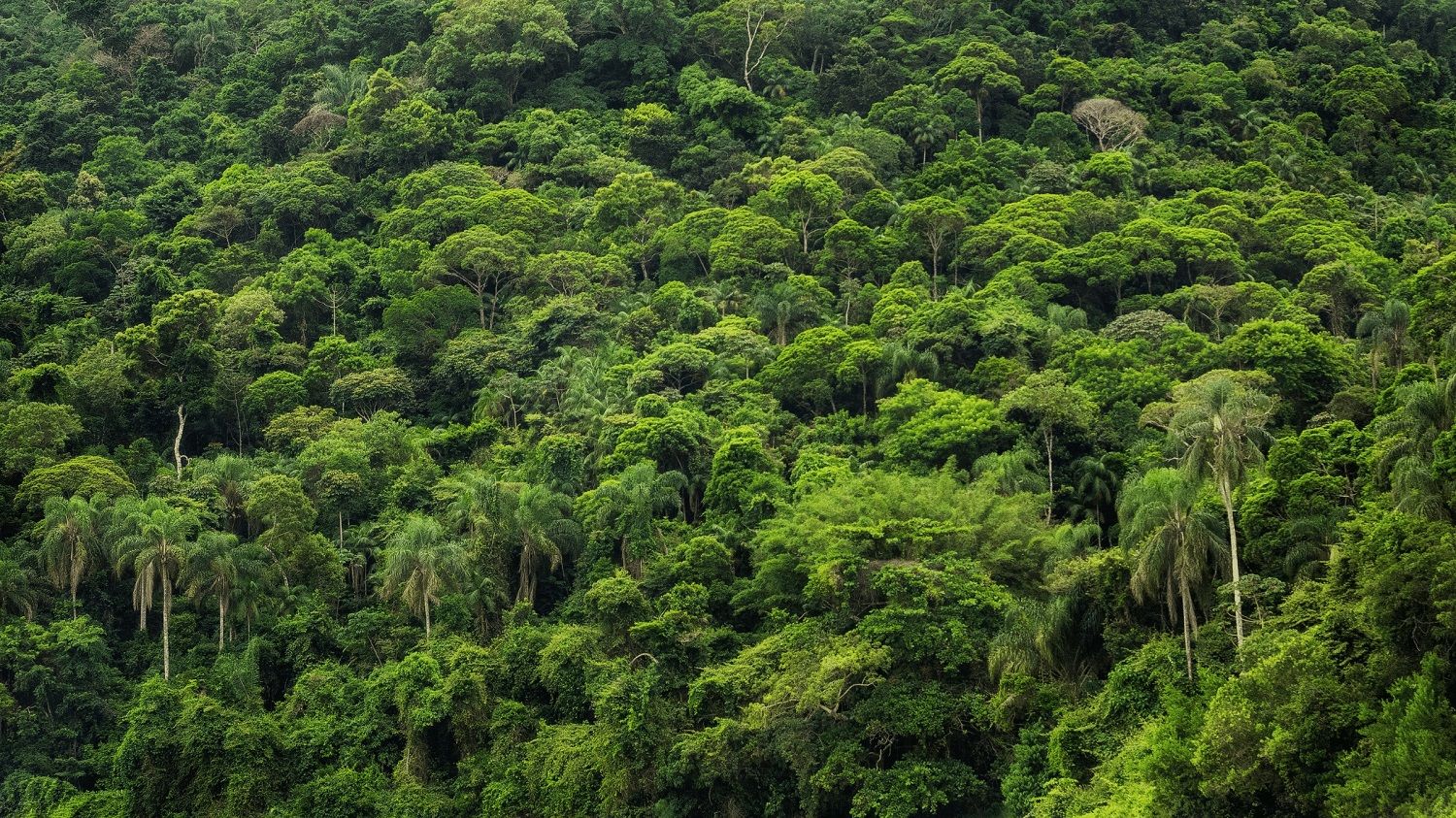 amazon rainforest biodiversity