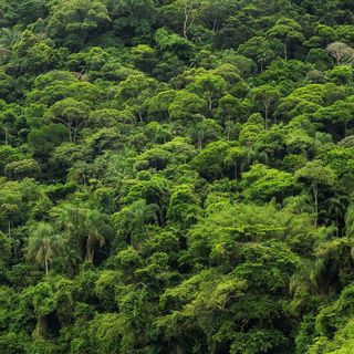 amazon rainforest biodiversity
