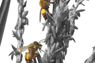 air pollution pollination honeybee