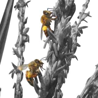air pollution pollination honeybee