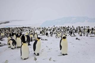 emperor penguin Antarctica