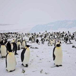 emperor penguin Antarctica