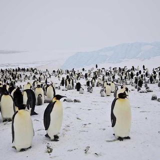 emperor penguin Antarctica