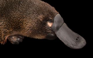 platypus going extinct
