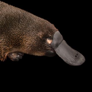 platypus going extinct