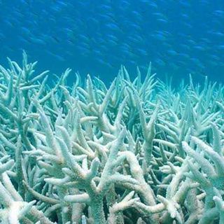 great barrier reef coral bleaching