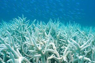 great barrier reef coral bleaching
