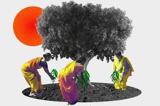 landowners growing forests