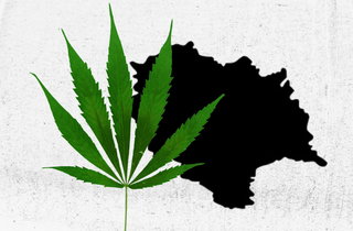 does himachal pradesh allow cannabis cultivation