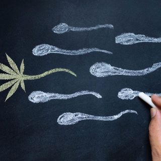 Marijuana Changes Sperm -- But Scientists Don't Know in What Way