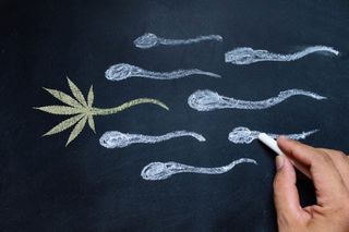 Marijuana Changes Sperm -- But Scientists Don't Know in What Way