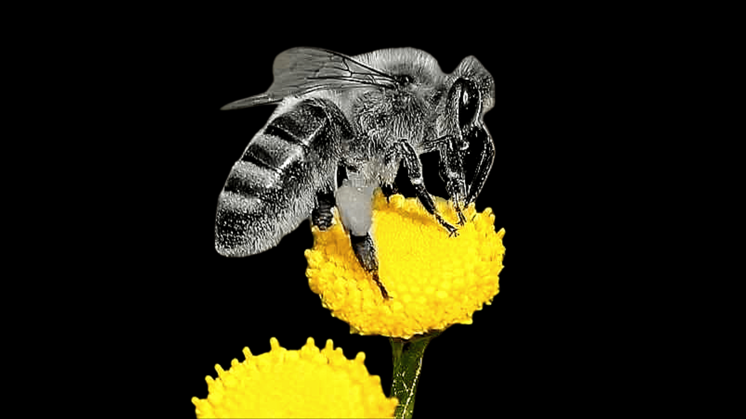 bees dying due to pesticides