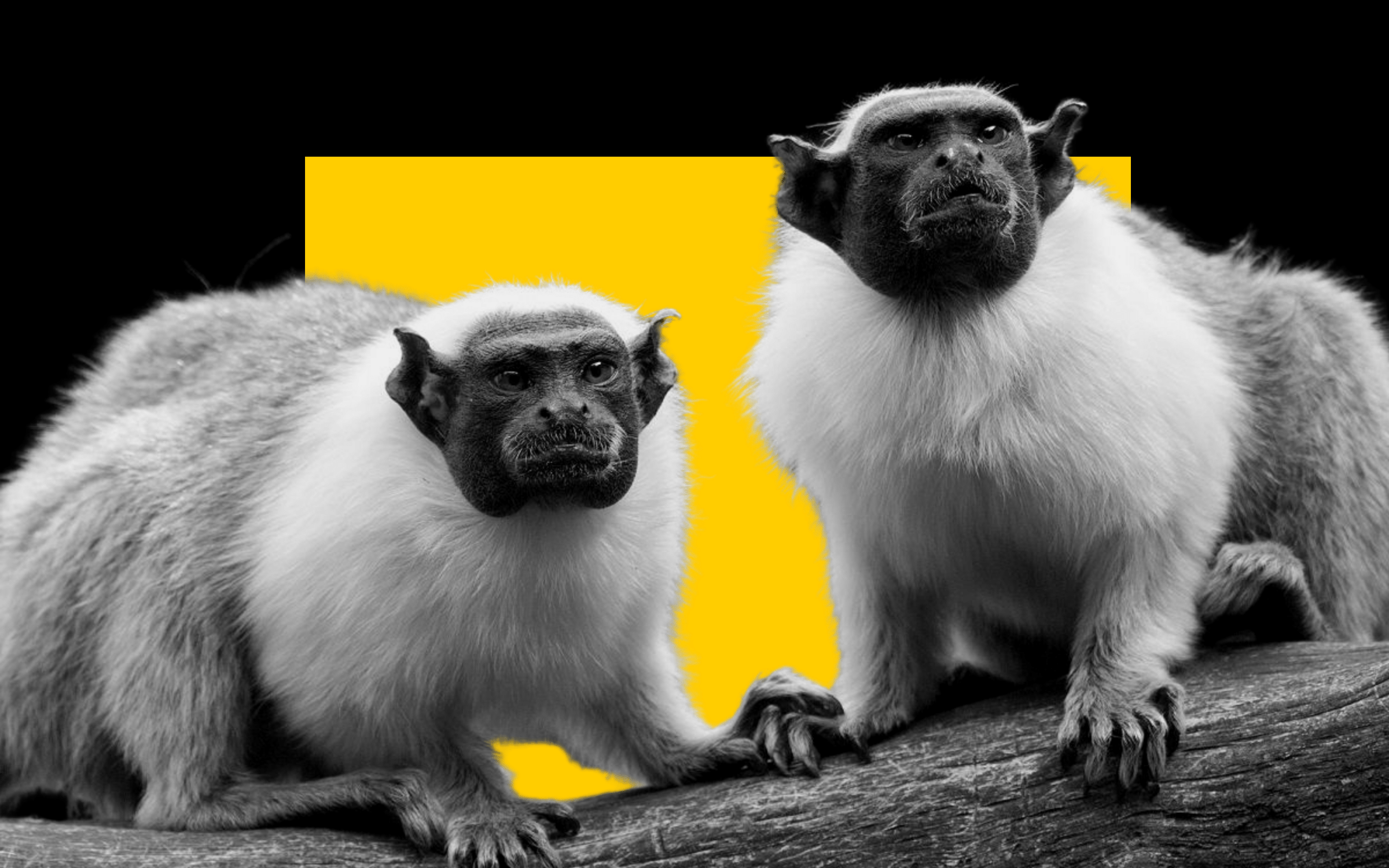why monkeys switch accents