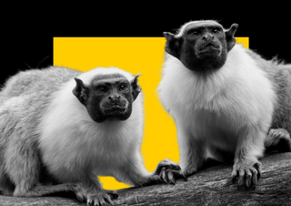 why monkeys switch accents