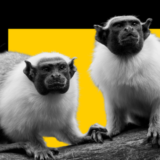 why monkeys switch accents