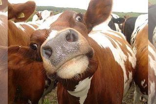 cow urine therapy for cancer