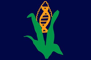 genetically modified food
