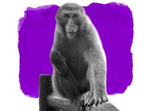 female monkey alpha leader in Japanese zoo