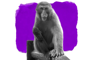 female monkey alpha leader in Japanese zoo